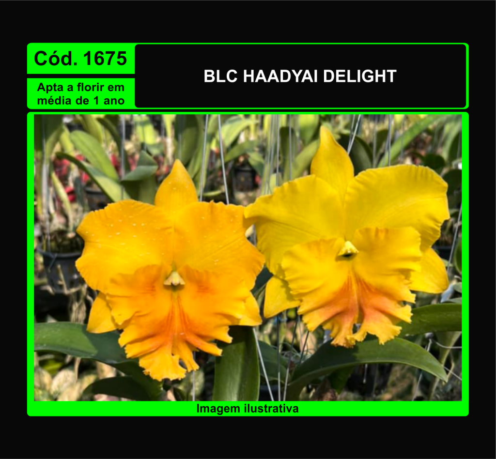 BLC HAADYAI DELIGHT PRÉ ADULTA TC 1675