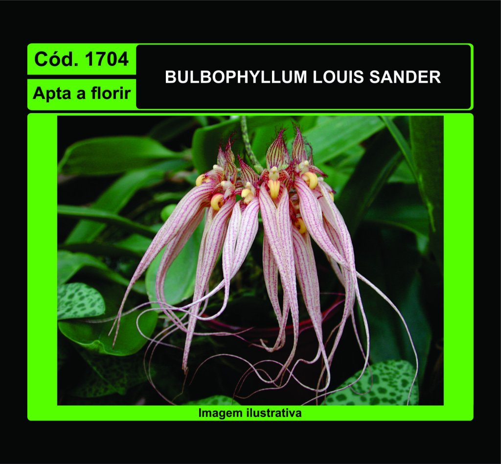 BULBOPHYLLUM LOUIS SANDER 1704