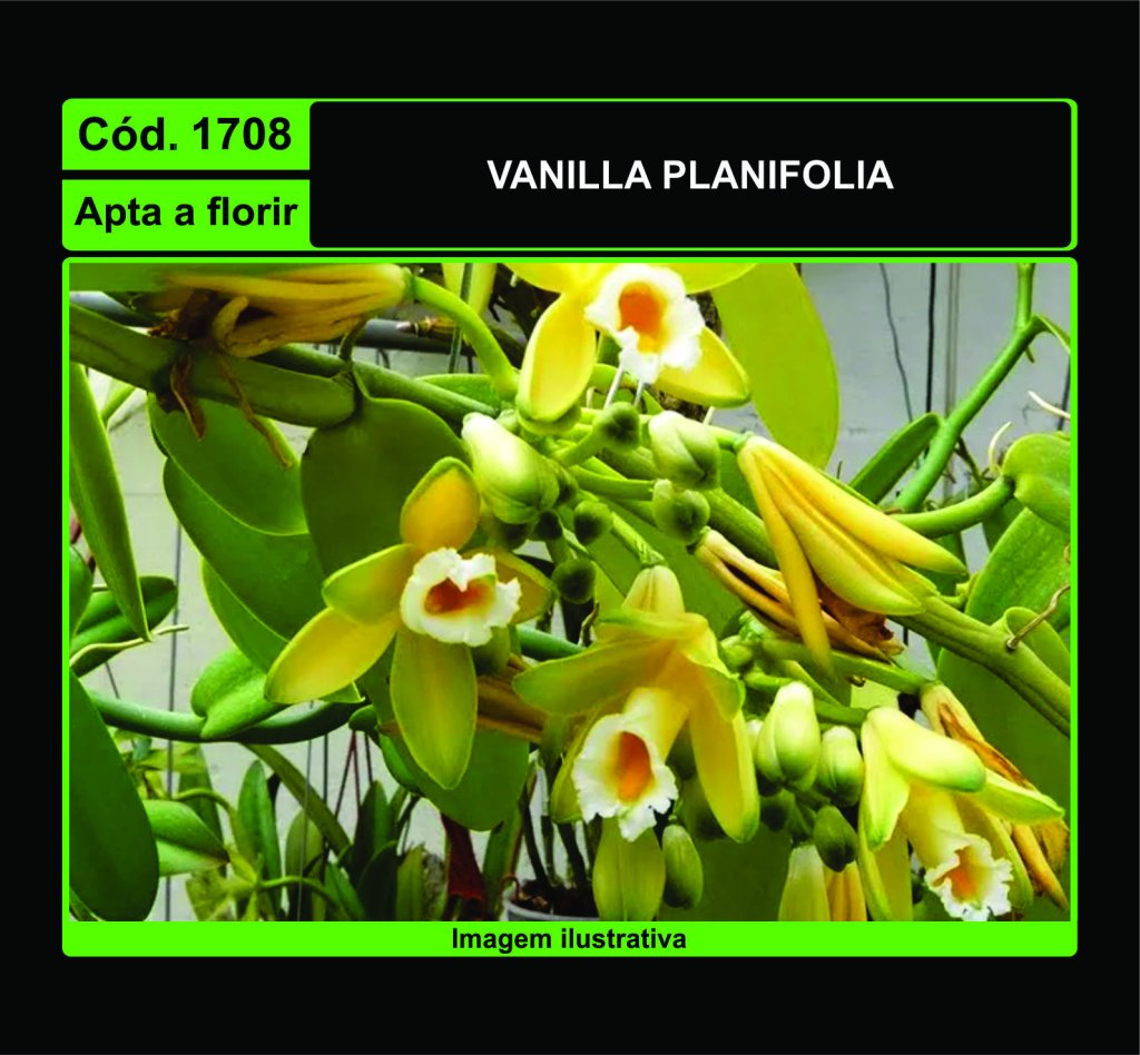 VANILLA PLANIFOLIA 1708