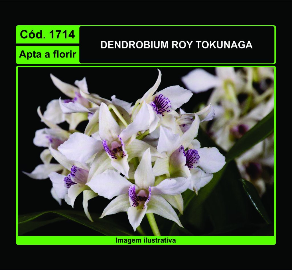 DENDROBIUM ROY TOKUNAGA 1714