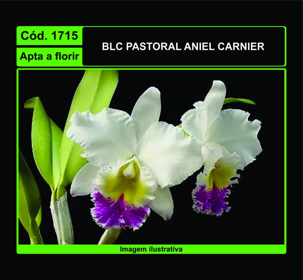 BLC PASTORAL ANIEL CARNIER 1715