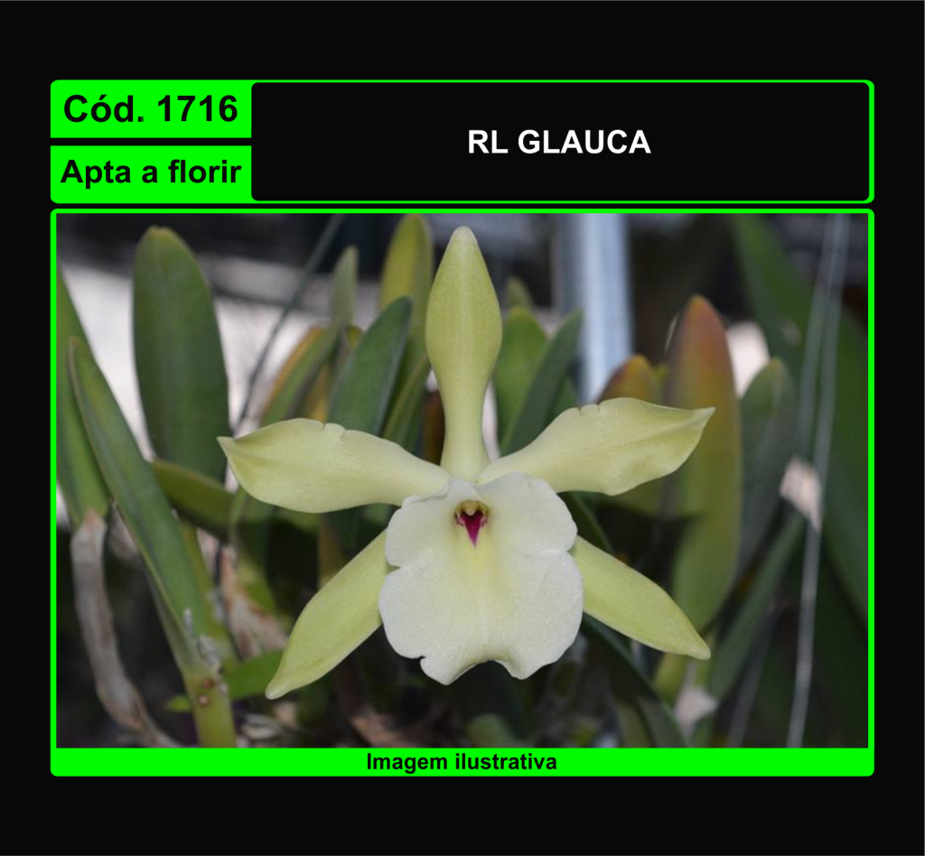 RL GLAUCA TC 1716