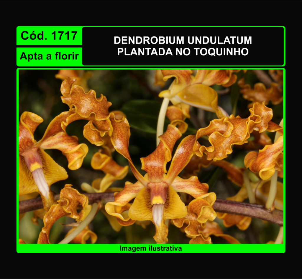 DENDROBIUM UNDULATUM TC 1717