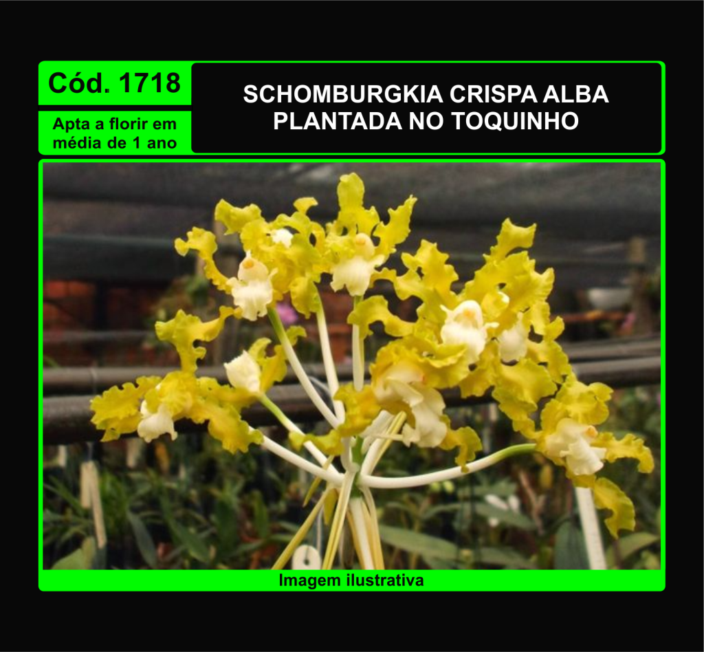 SCHOMBURGKIA CRISPA ALBA PRÉ ADULTA TC 1718