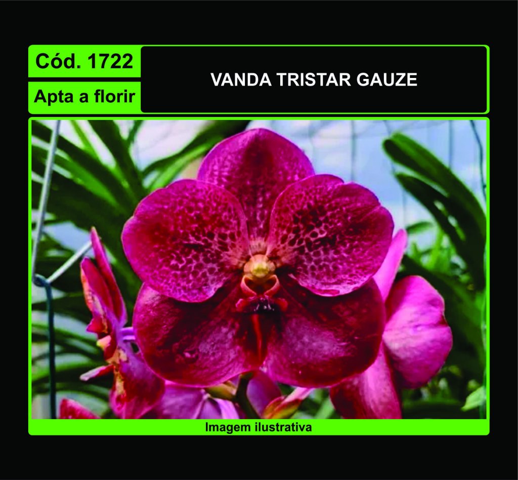 VANDA TRISTAR GAUZE 1722