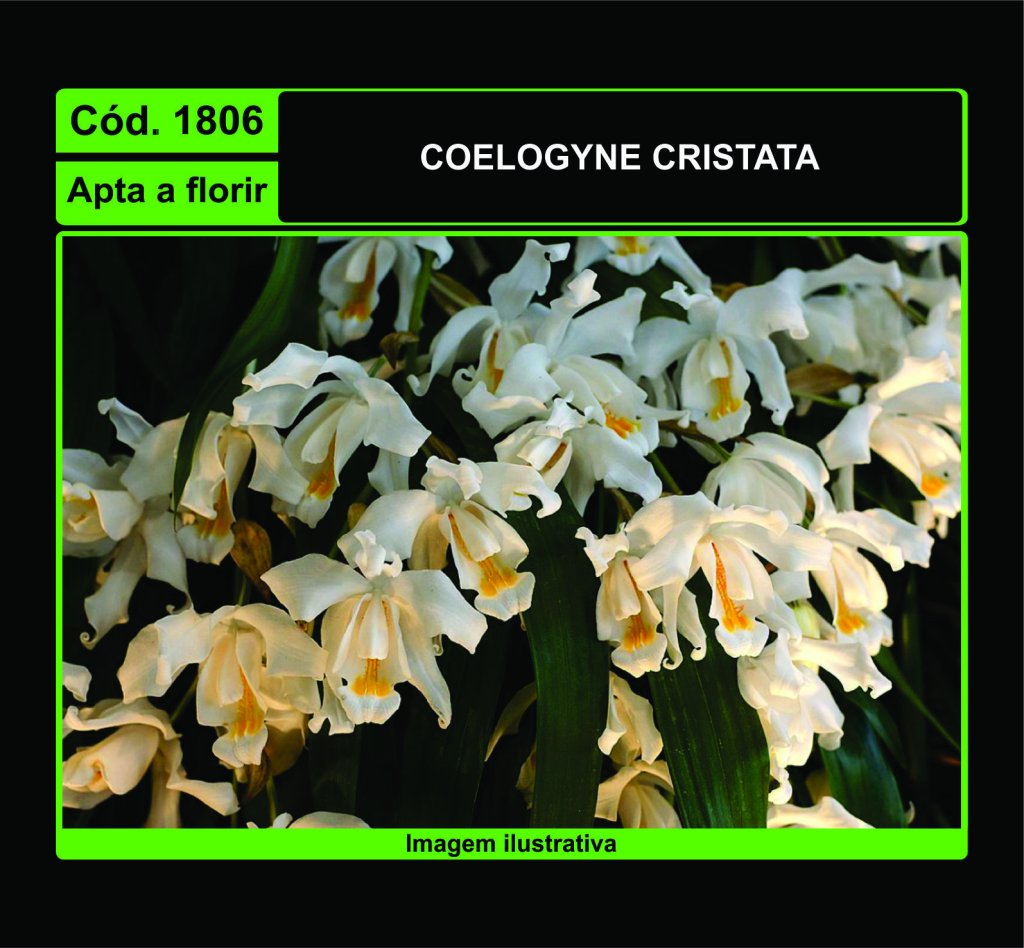COELOGYNE CRISTATA 1806