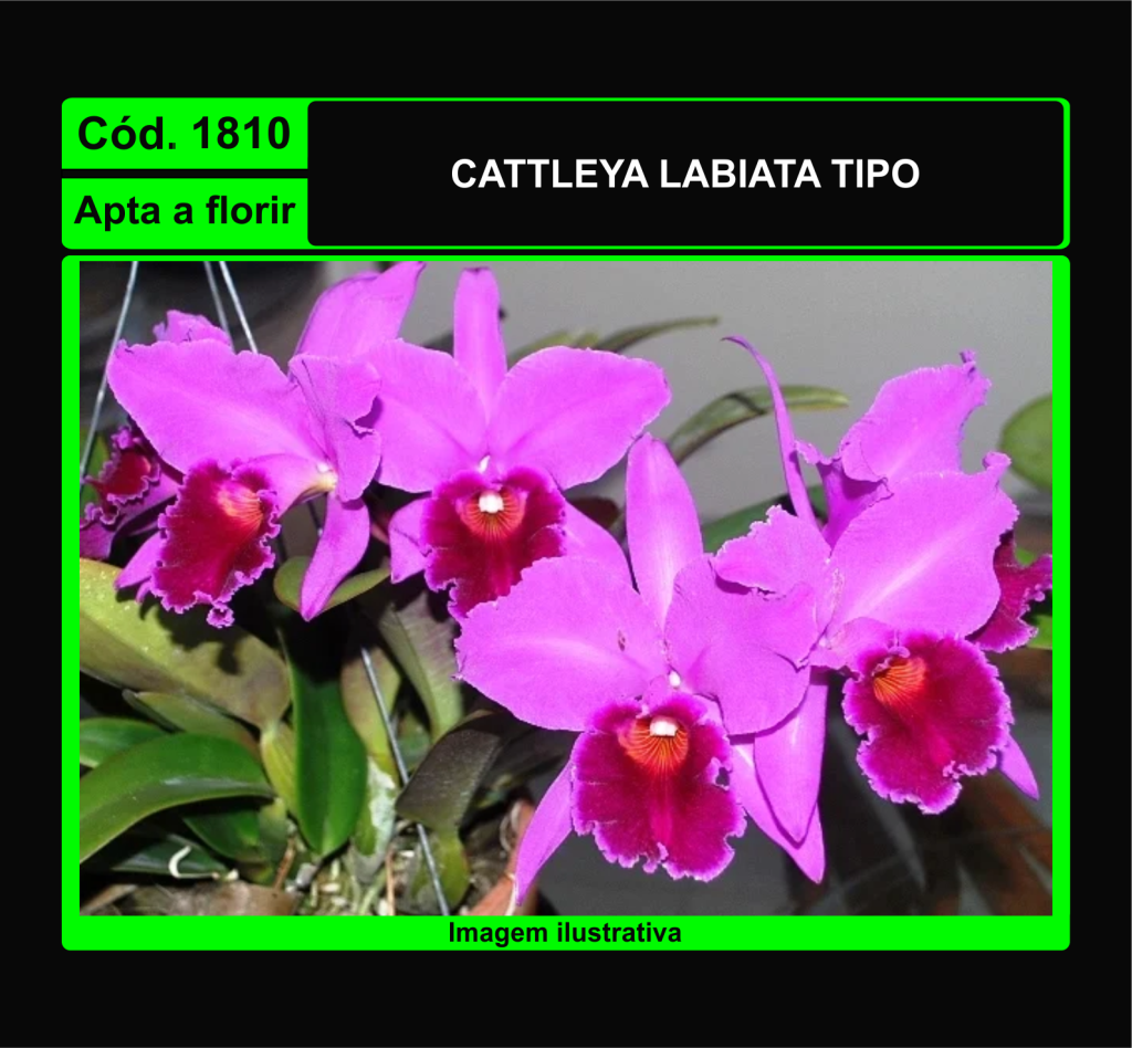 CATTLEYA LABIATA TIPO 1810