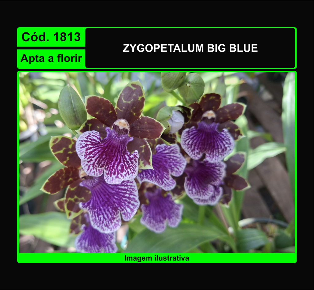 ZYGOPETALUM BIG BLUE 1813