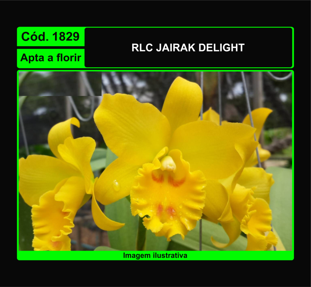 RLC JAIRAK DELIGHT 1829