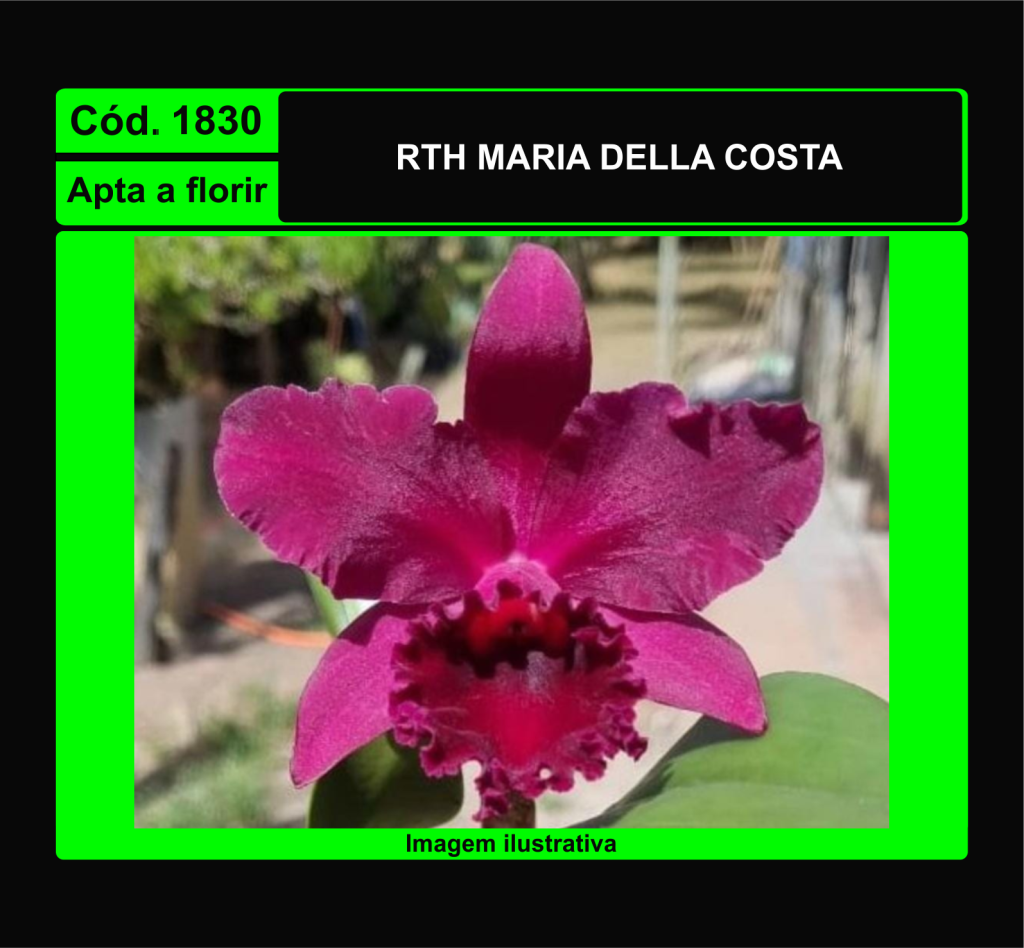 RTH MARIA DELLA COSTA 1830