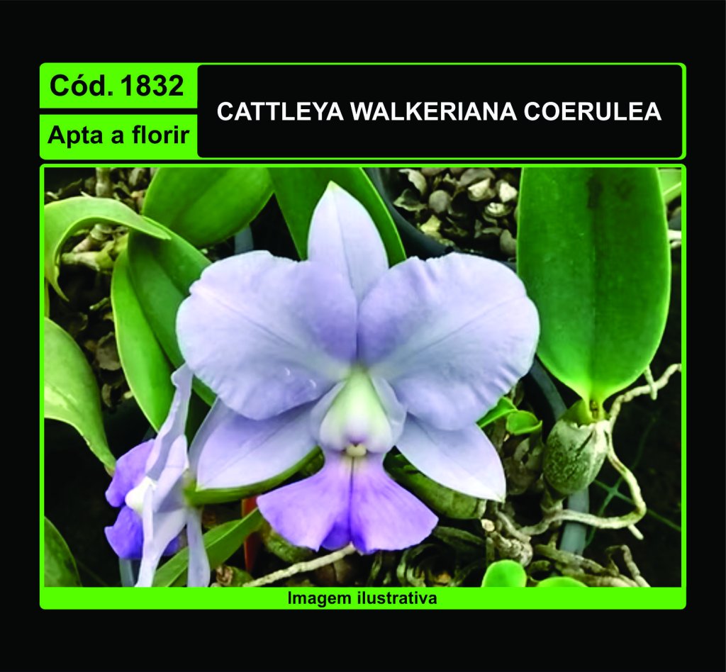 CATTLEYA WALKERIANA COERULEA 1832