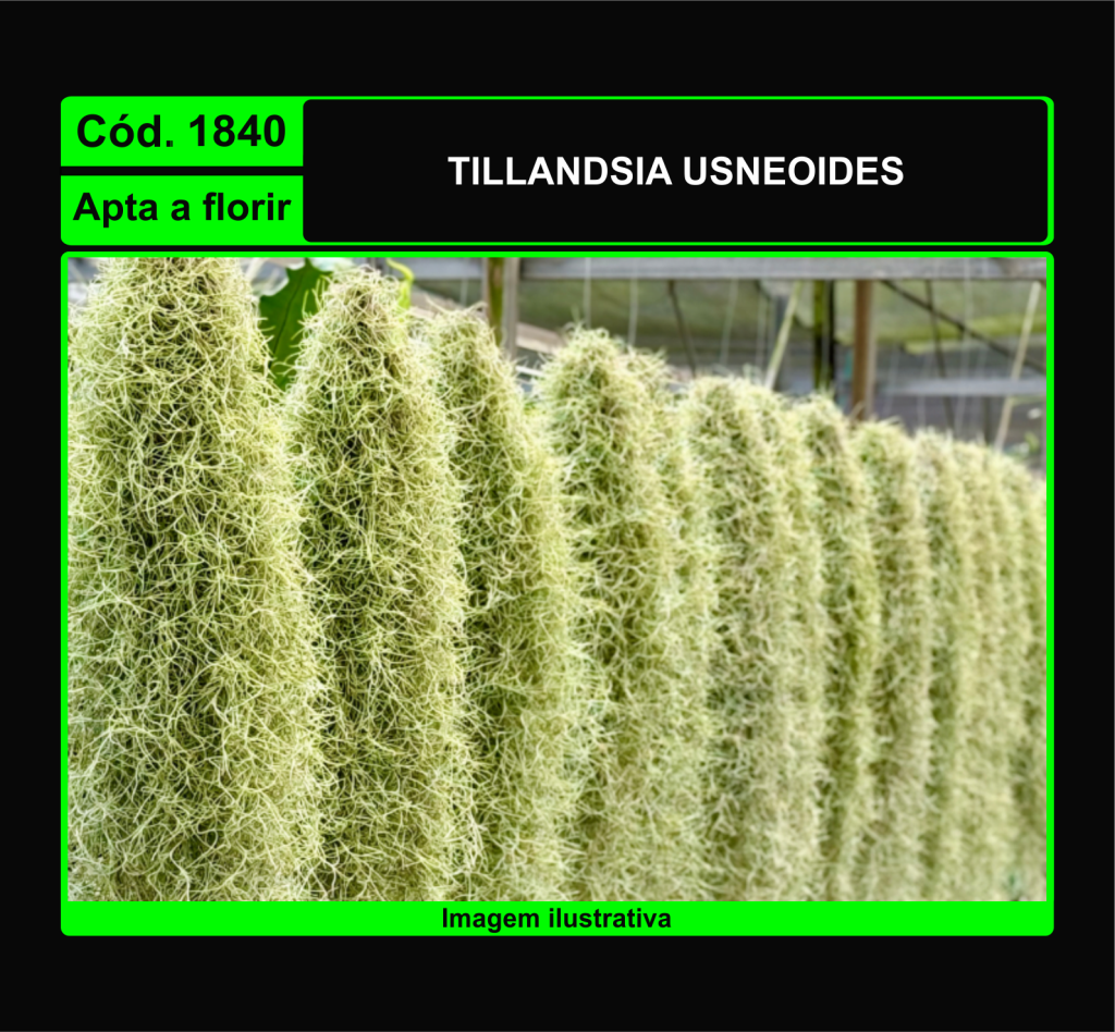 TILLANDSIA USNEOIDES 1840