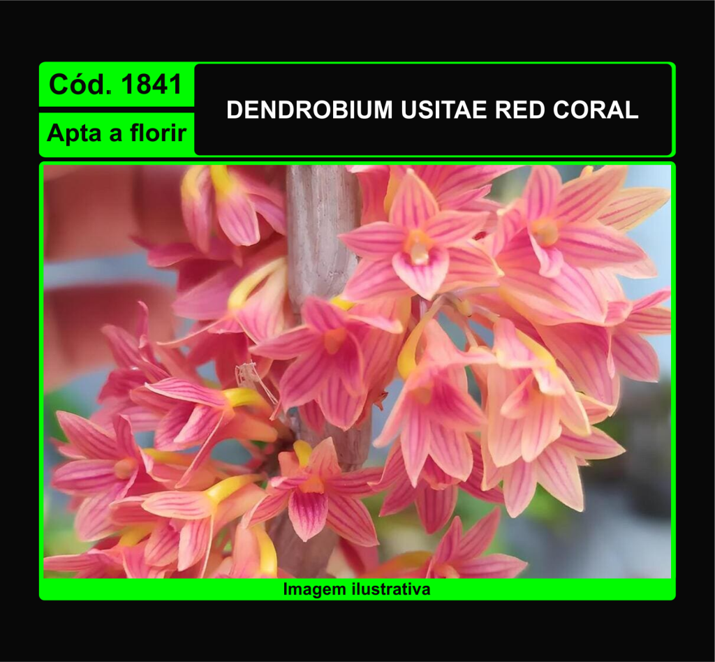 DENDROBIUM USITAE RED CORAL 1841