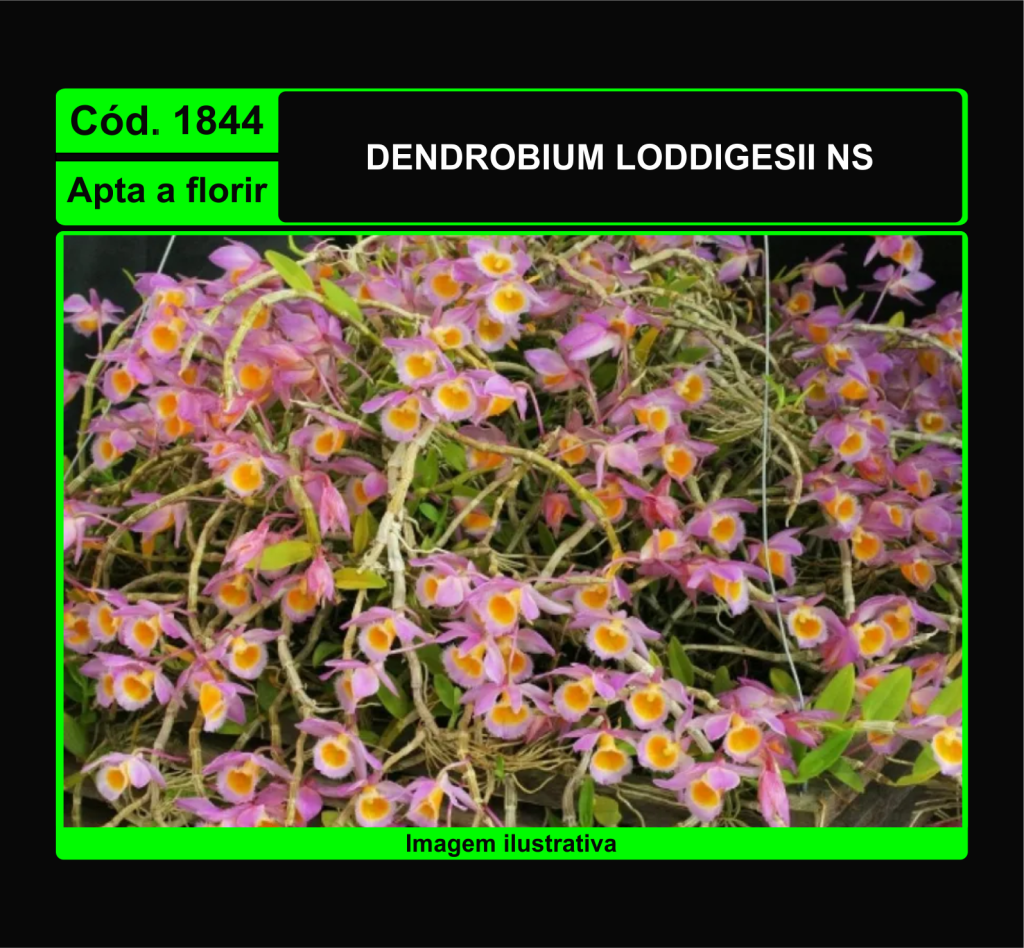 DENDROBIUM LODDIGESII NS 1844