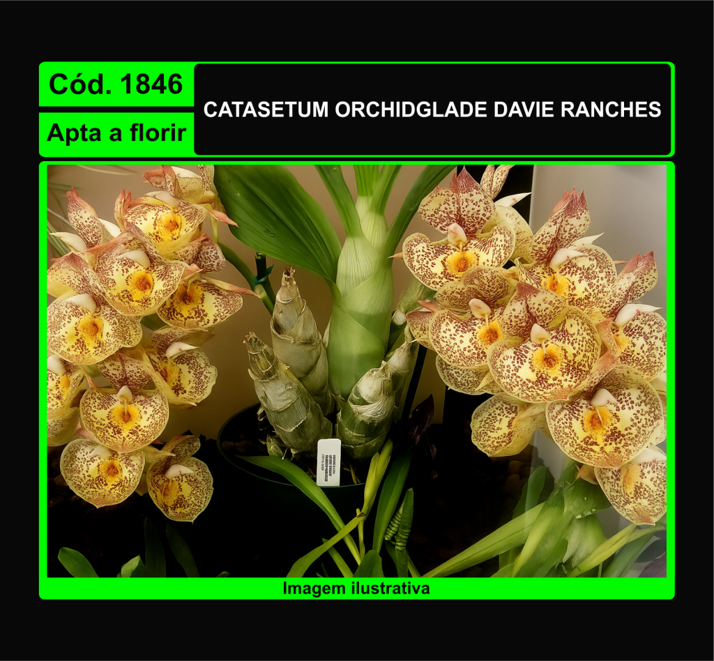 CATASETUM ORCHIDGLADE DAVIE RANCHES 1846