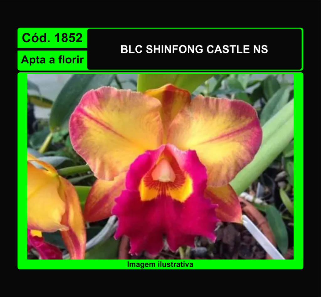 BLC SHINFONG CASTLE NS 1852