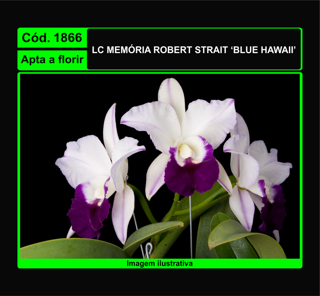 LC MEMORIA ROBERT STRAIT BLUE HAWAII 1866