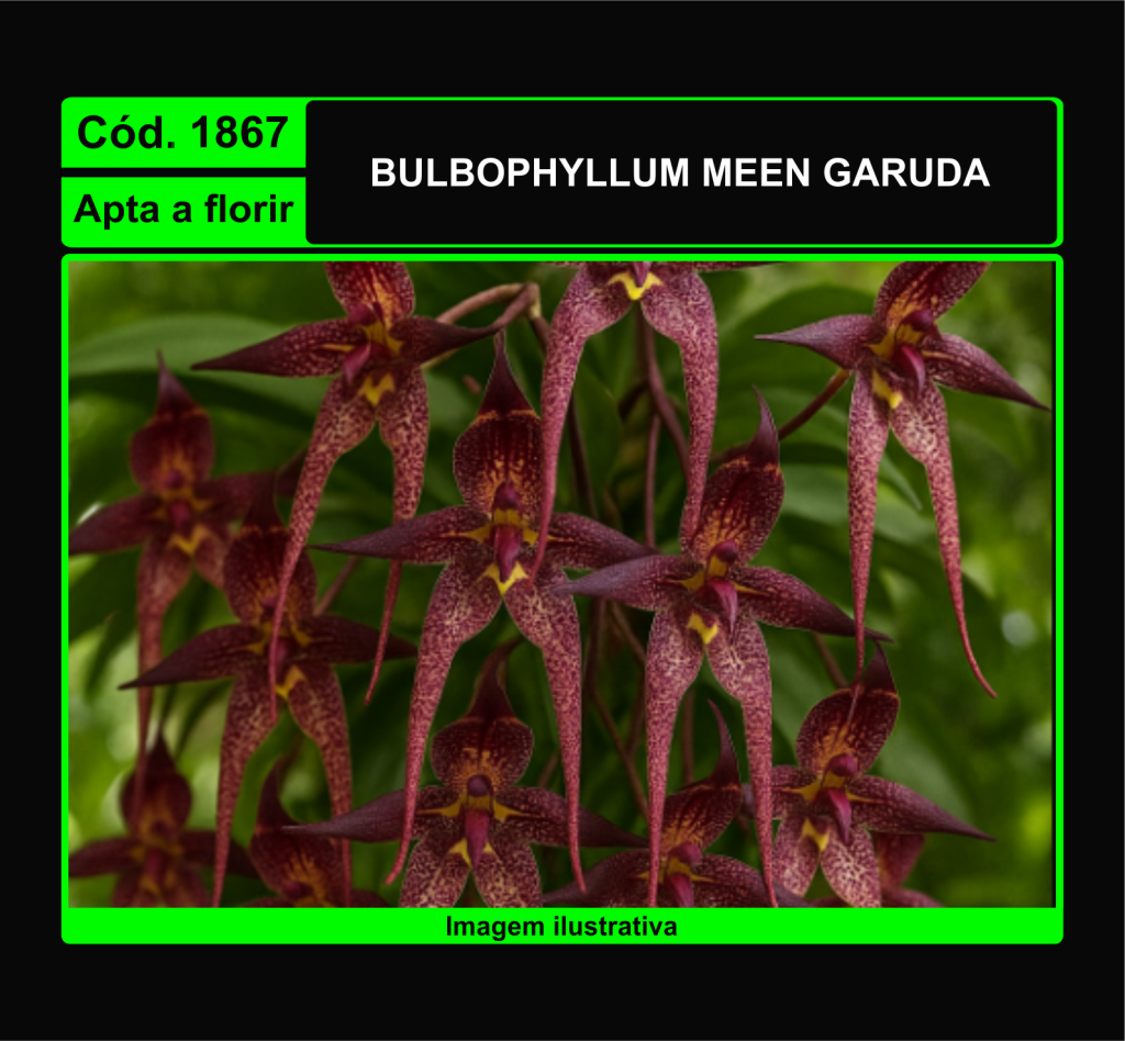 BULBOPHYLLUM MEEN GARUDA 1867