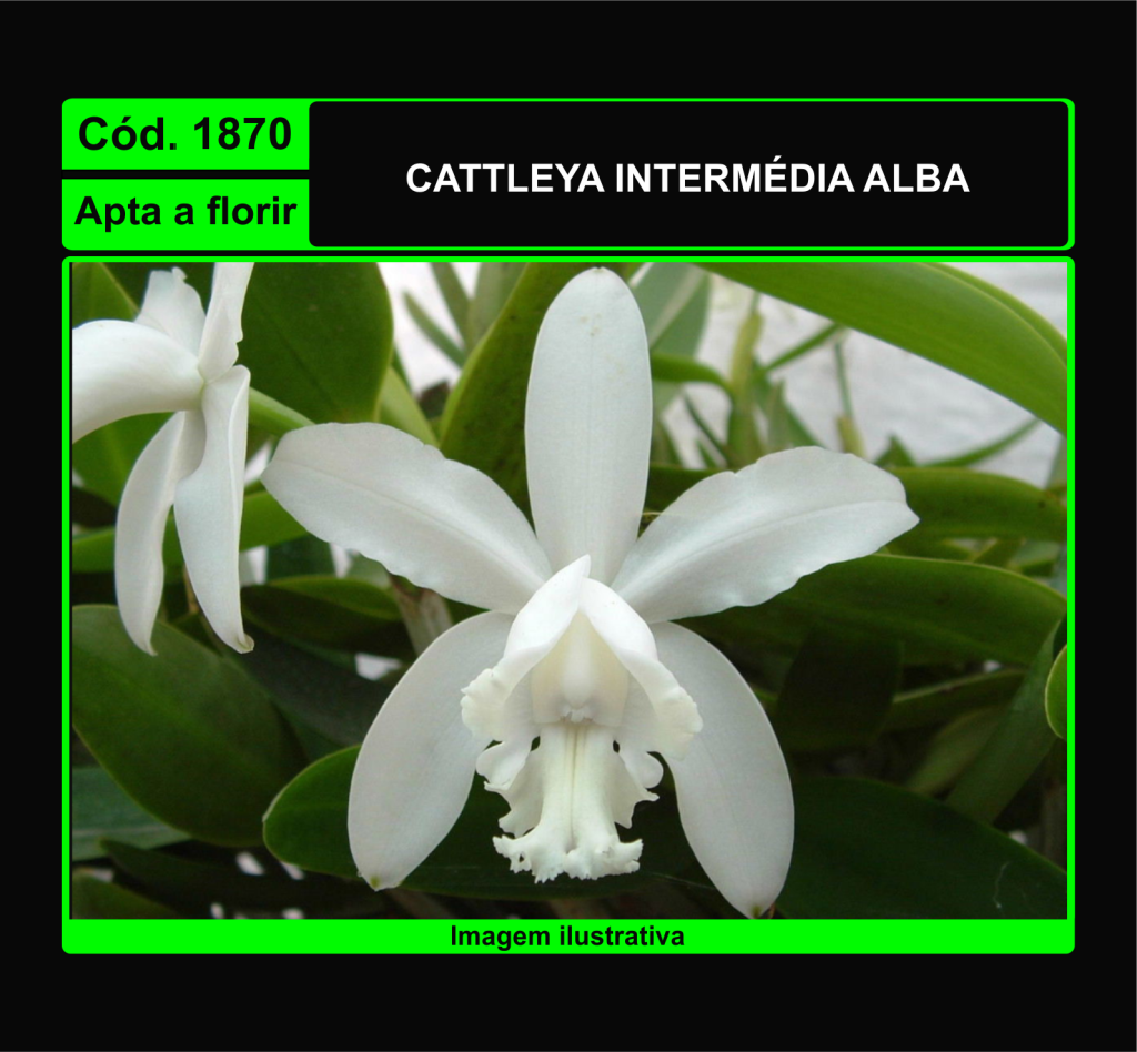 CATTLEYA INTERMEDIA ALBA 1870