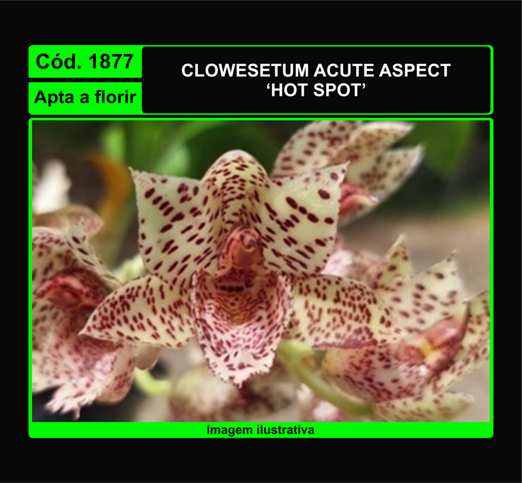 CLOWESETUM ACUTE ASPECT HOT SPOT 1877