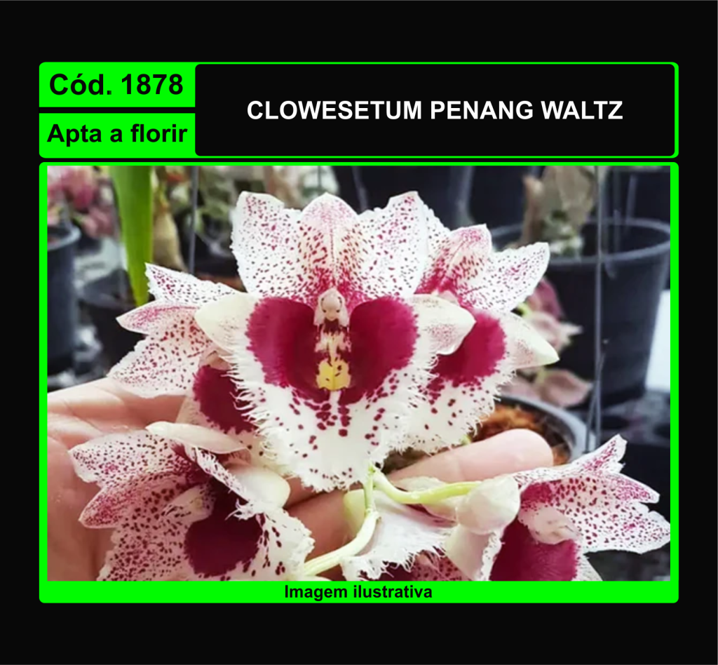 CLOWESETUM PENANG WALTZ CLONE DOIS 1878