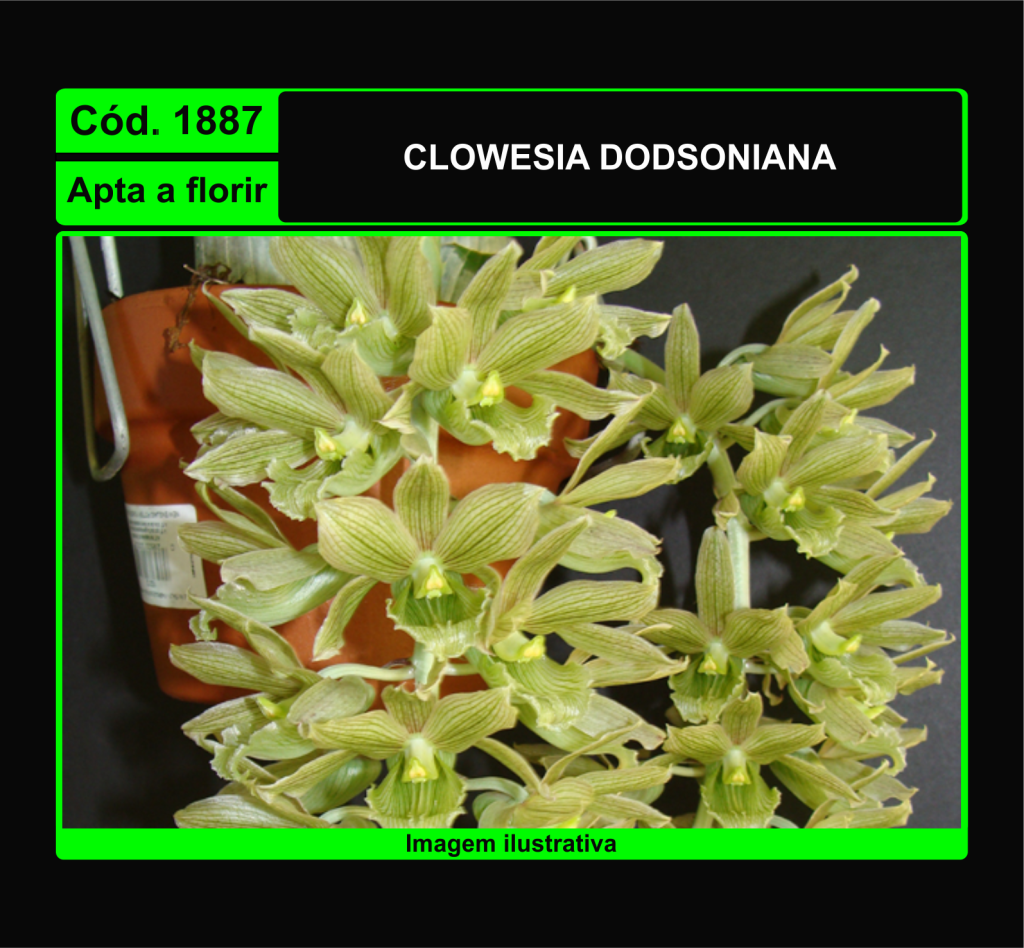CLOWESIA DODSONIANA 1887