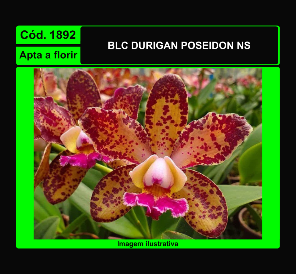 BLC DURIGAN POSEIDON NS 1892