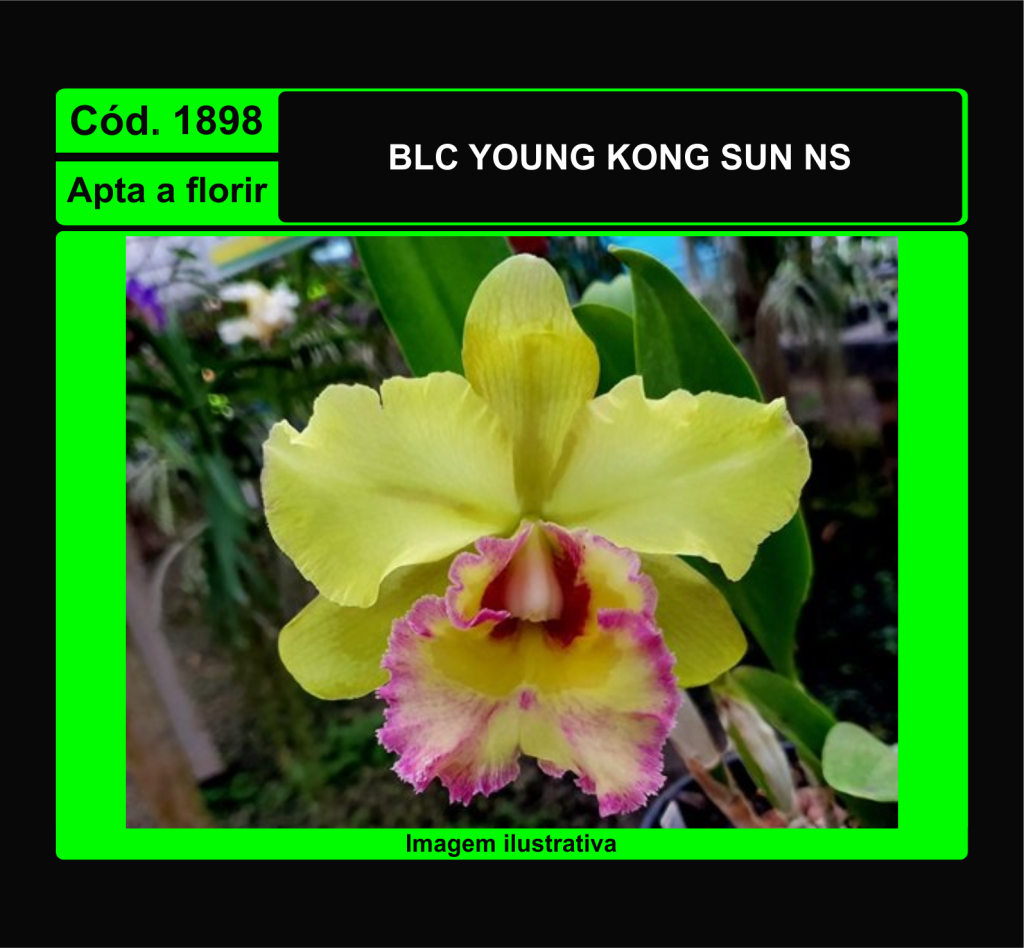 BLC YOUNG KONG SUN NS 1898