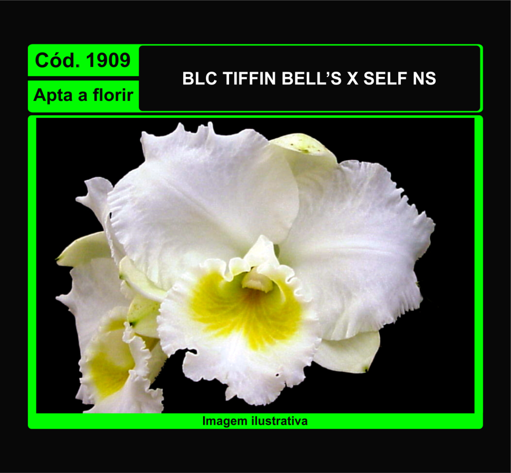 BLC TIFFIN BELLS X SELF NS 1909