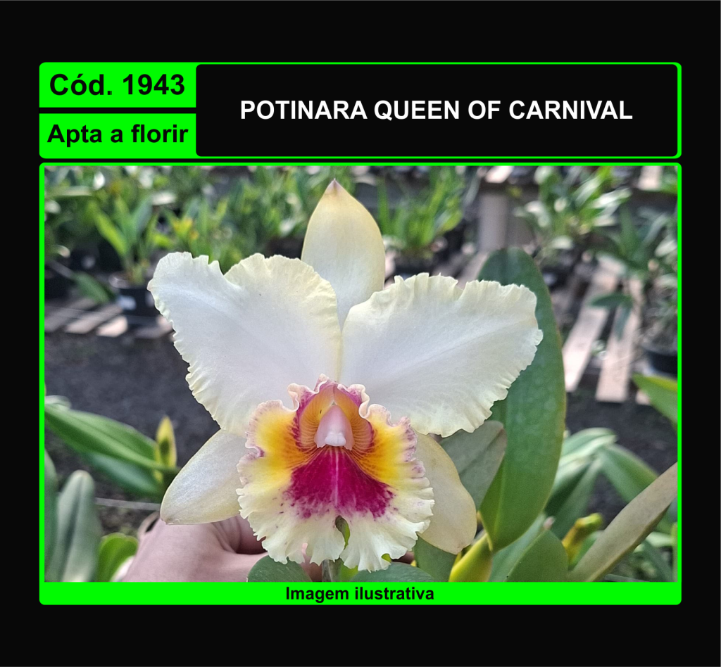 POTINARA QUEEN OF CARNIVAL 1943