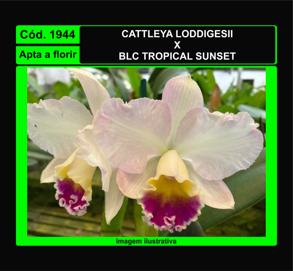 CATTLEYA LODDIGESII X TROPICAL SUNSET 1944
