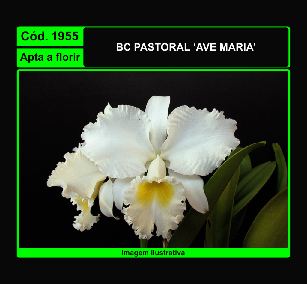 BC PASTORAL AVE MARIA 1955