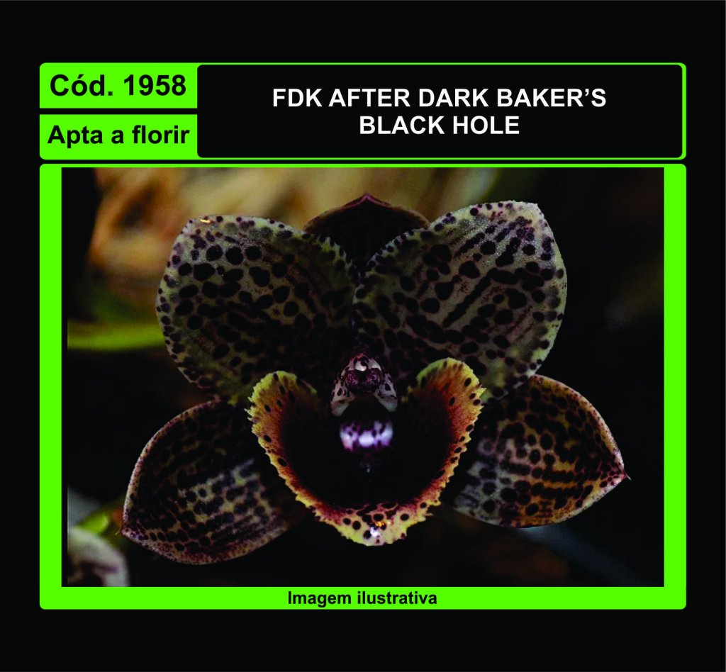 FDK AFTER DARK BAKER S BLACK HOLE 1958