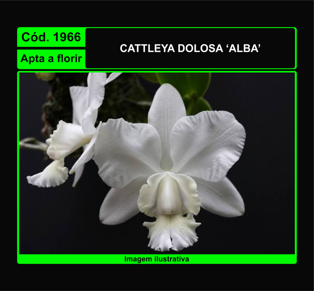 CATTLEYA DOLOSA ALBA 1966