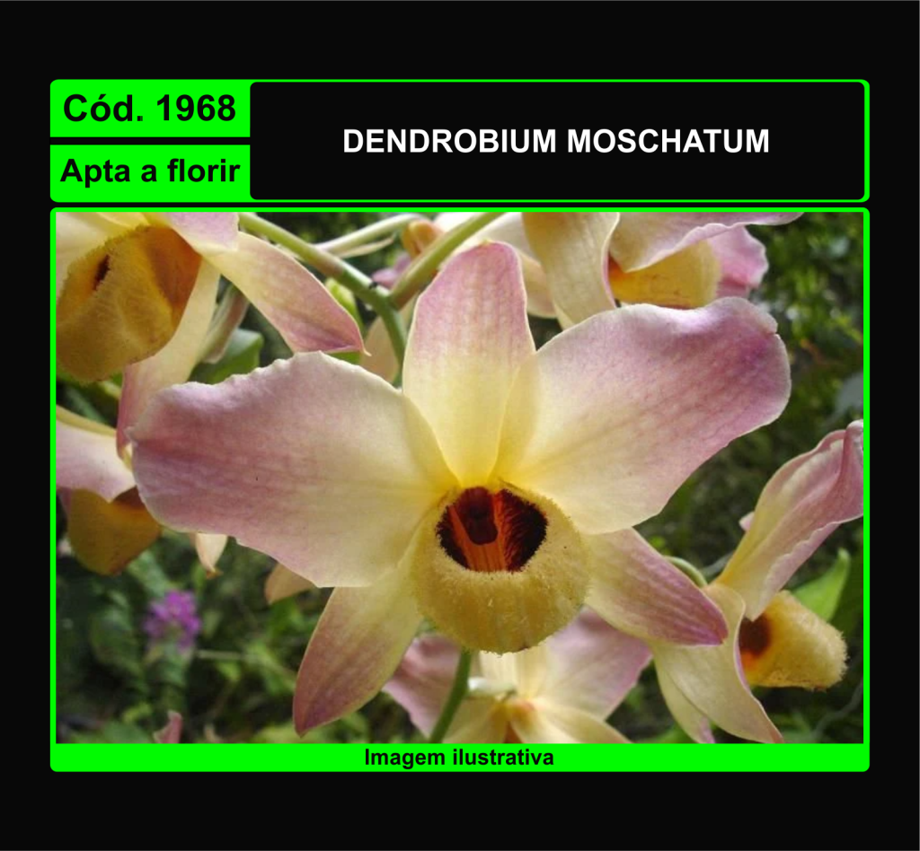 DENDROBIUM MOSCHATUM 1968