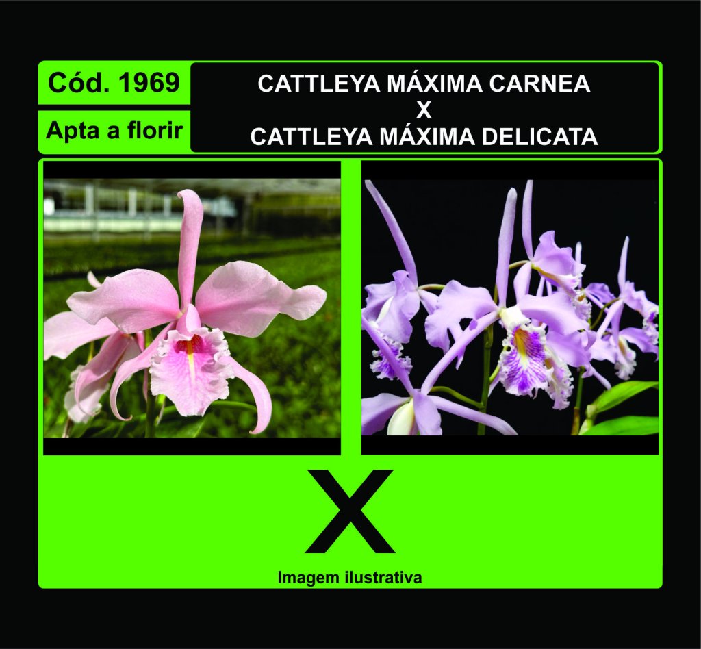 CATTLEYA MAXIMA CARNEA X DELICATA 1969