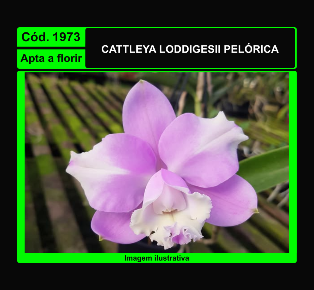 CATTLEYA LODDIGESII PELORICA 1973
