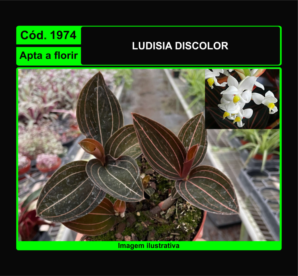 LUDISIA DISCOLOR 1974