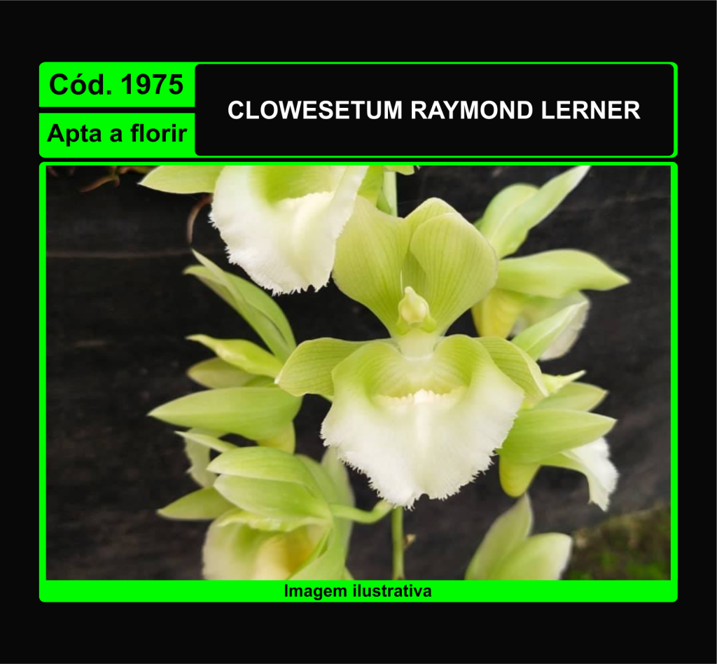 CLOWESETUM RAYMOND LERNER 1975