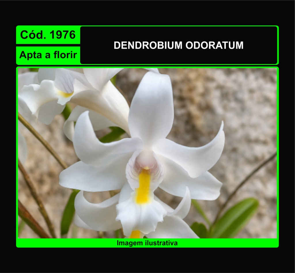 DENDROBIUM ODORATUM 1976