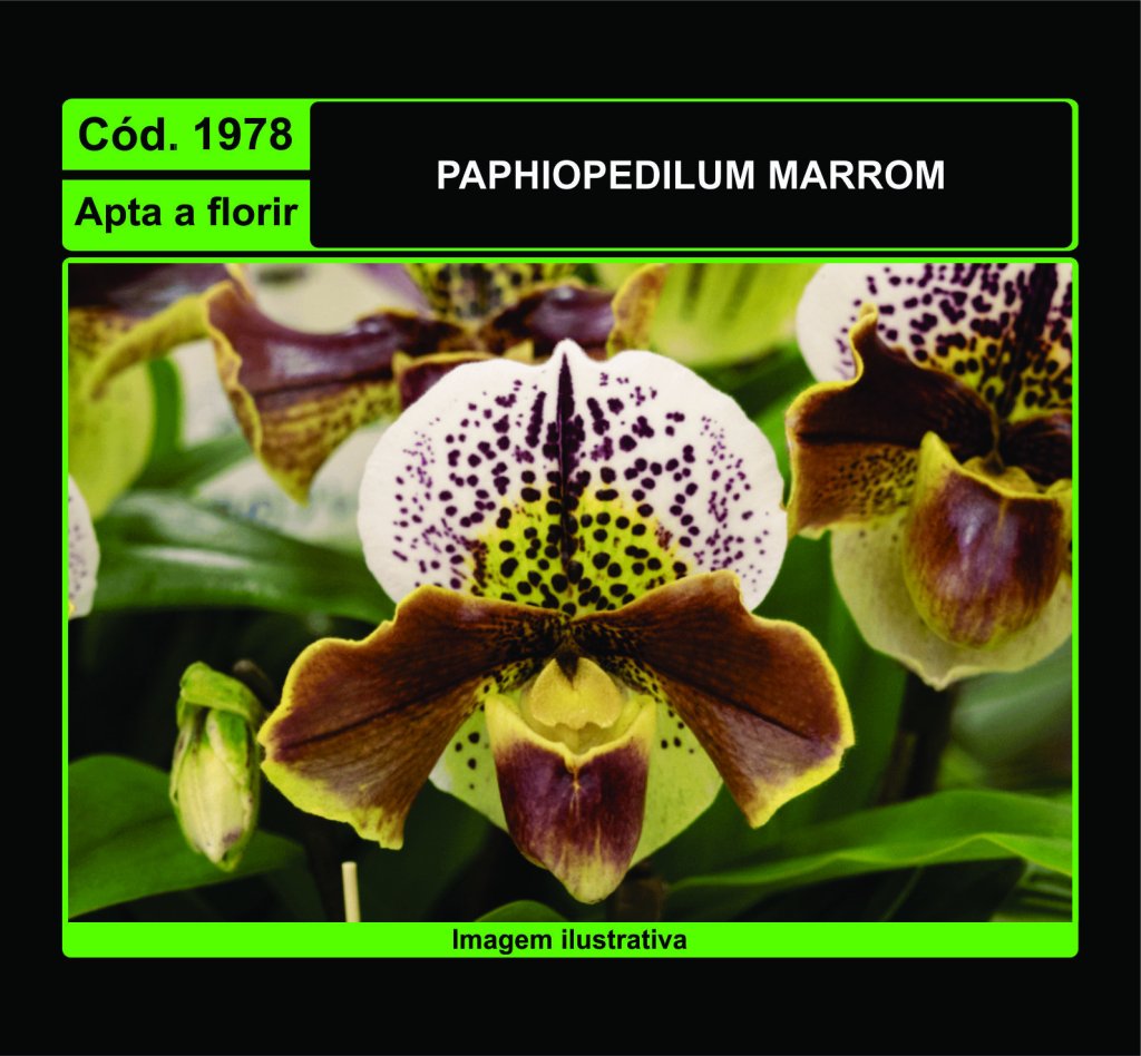 PAPHIOPEDILUM MARROM 1978