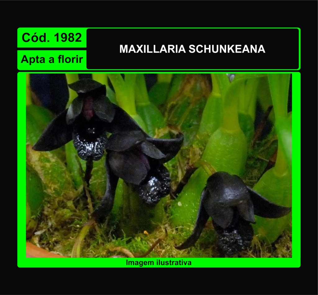 MAXILLARIA SCHUNKEANA 1982