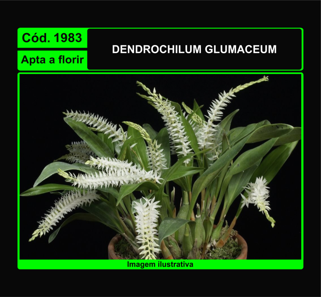 DENDROCHILUM GLUMACEUM 1983