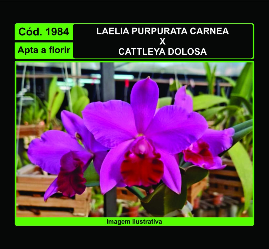 LAELIA PURPURATA CARNEA X C DOLOSA 1984
