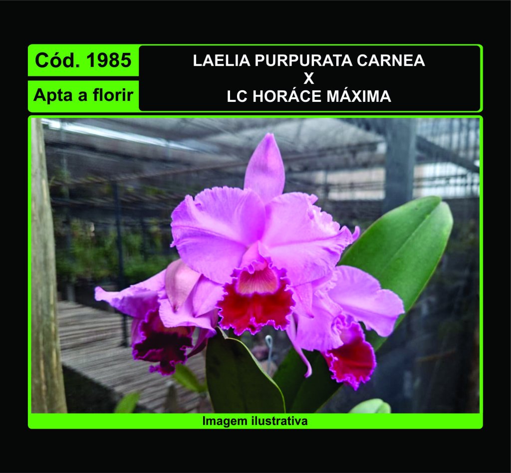 LAELIA PURPURATA CARNEA X LC HORACE MAXIMA 1985
