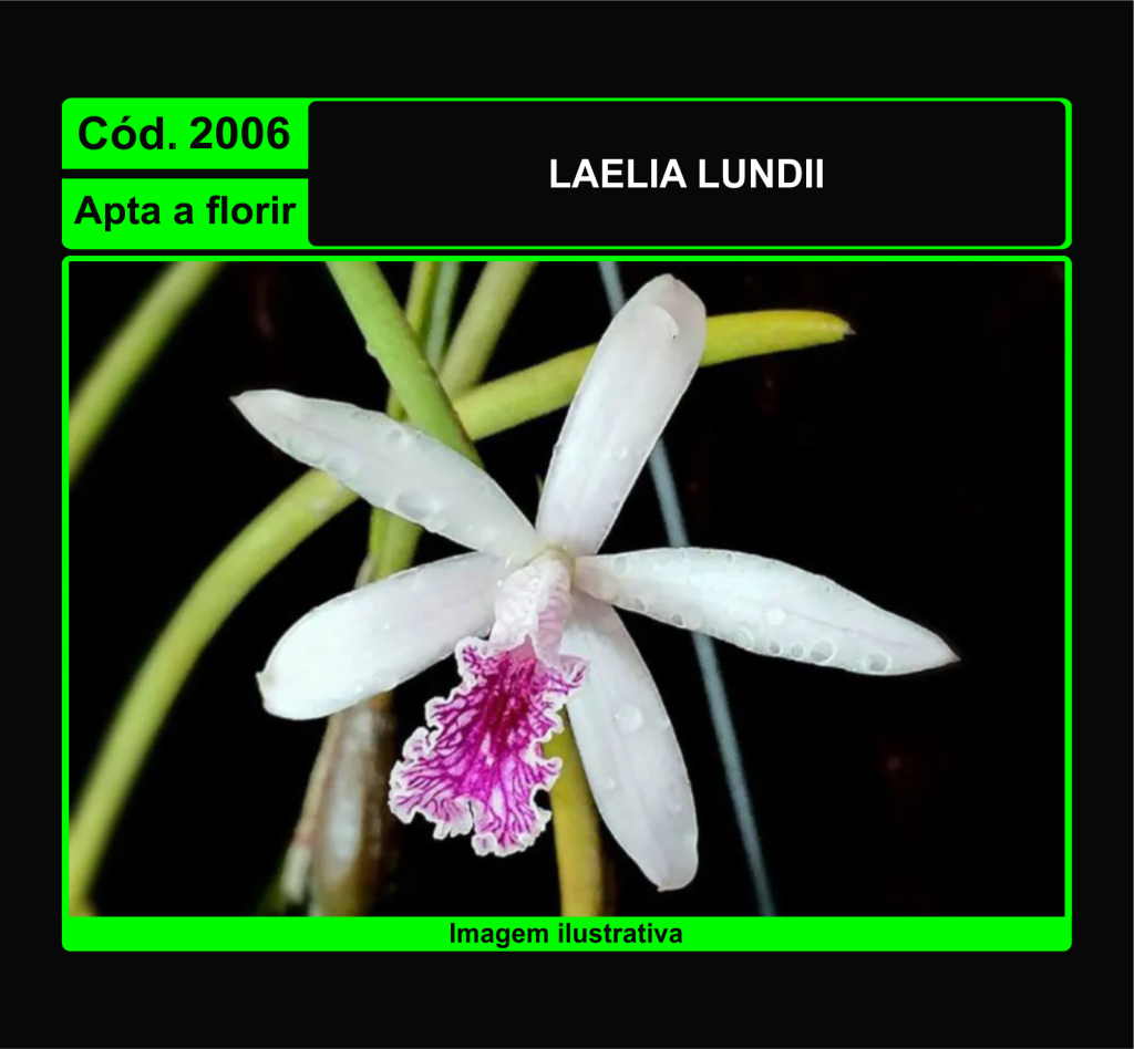 LAELIA LUNDII 2006
