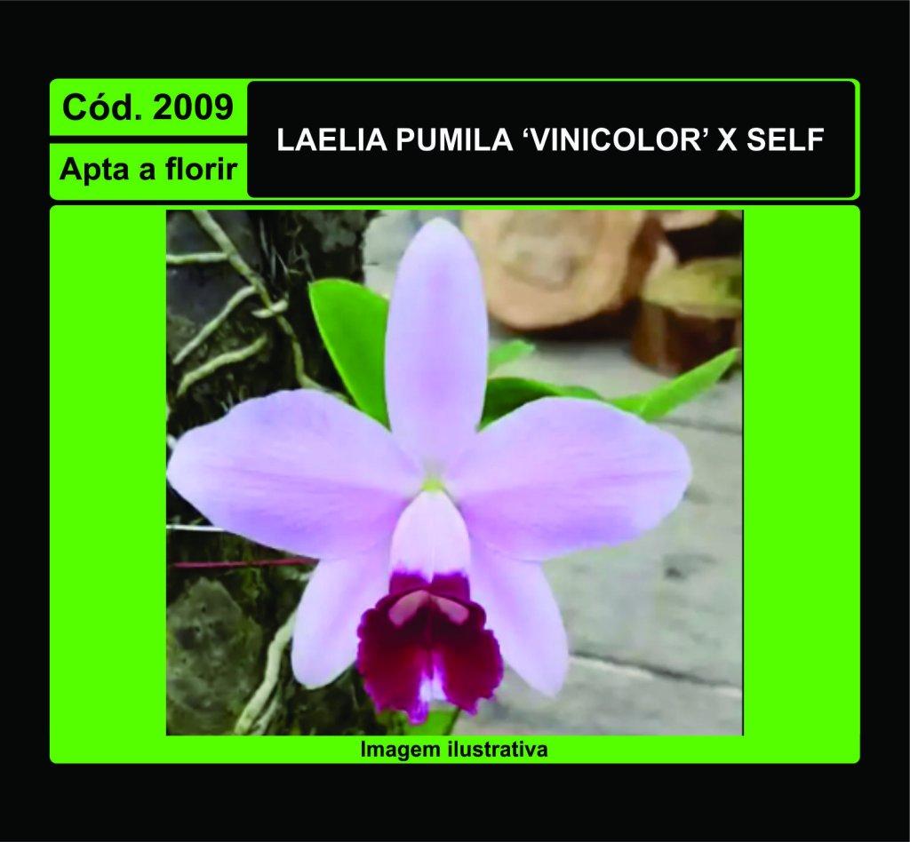 LAELIA PUMILA VINICOLOR X SELF 2009
