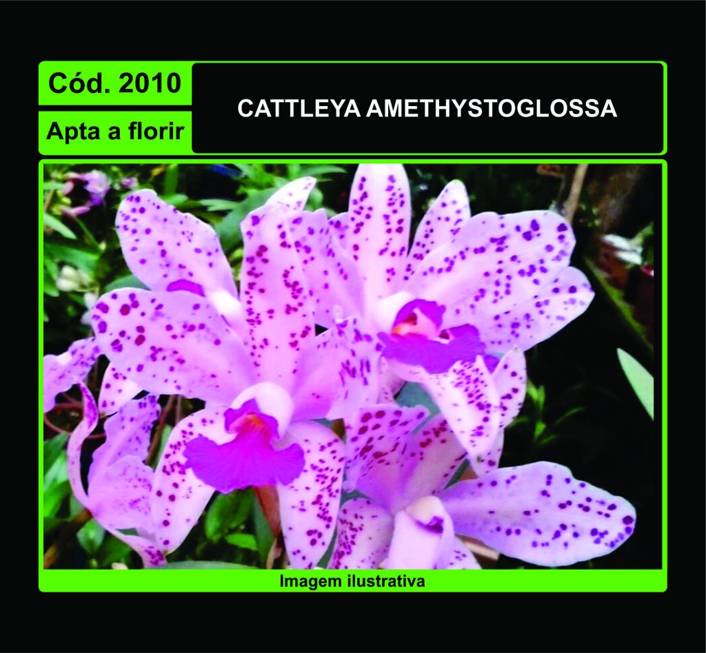CATTLEYA AMETHYSTOGLOSSA 2010