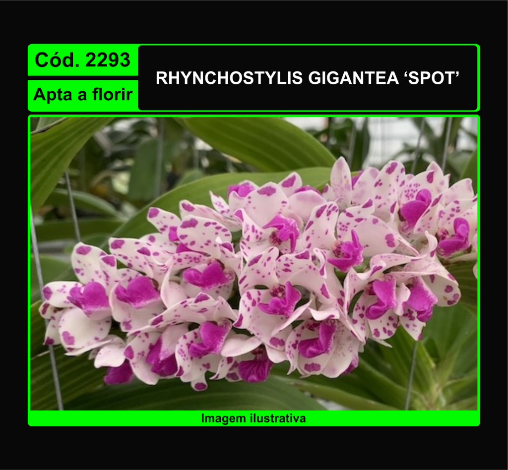 RHYNCHOSTYLIS GIGANTEA SPOT 2293