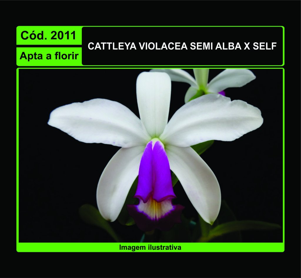 CATTLEYA VIOLACEA SEMI ALBA X SELF 2011